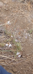 Homalocarpus dichotomus