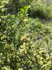 Baccharis glomeruliflora