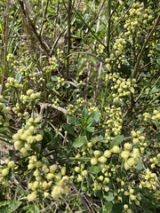 Baccharis glomeruliflora
