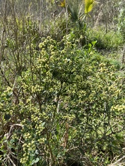 Baccharis glomeruliflora