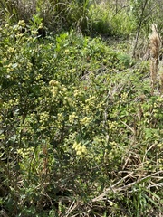 Baccharis glomeruliflora