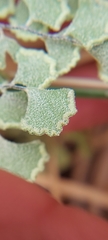 Adiantum chilense scabrum