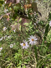 Ampelaster carolinianus