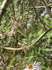 Ampelaster carolinianus