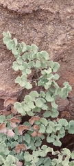 Adiantum chilense scabrum