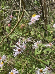 Ampelaster carolinianus