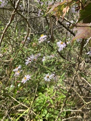 Ampelaster carolinianus