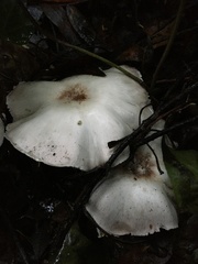 Agaricus