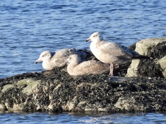 Larus argentatus