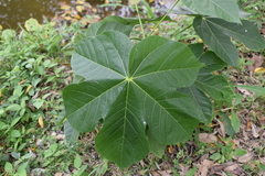 Sterculia apetala