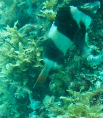 Cochleoceps bicolor