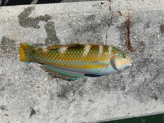 Halichoeres radiatus