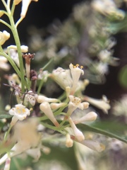 Daphnopsis racemosa