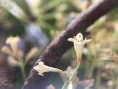 Daphnopsis racemosa