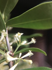 Daphnopsis racemosa