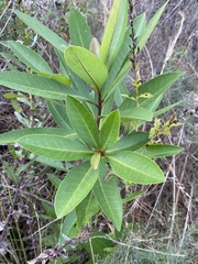 Gordonia lasianthus