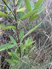 Gordonia lasianthus