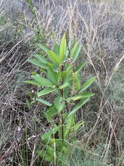 Gordonia lasianthus