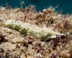 Plakobranchus ocellatus