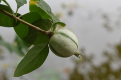 Rosenbergiodendron formosum