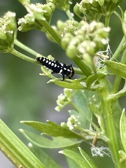 Eriopis connexa