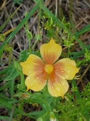 Linum rigidum