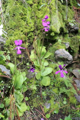 Pinguicula moranensis