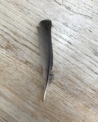 Anthochaera chrysoptera