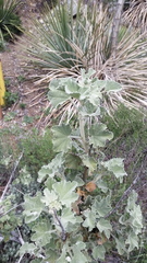 Malacothamnus davidsonii