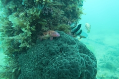Cochleoceps bicolor