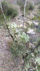 Malacothamnus davidsonii