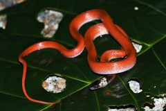 Pseudoboa neuwiedii