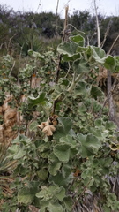 Malacothamnus davidsonii