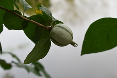 Rosenbergiodendron formosum