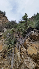 Malacothamnus davidsonii