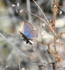 Echinargus