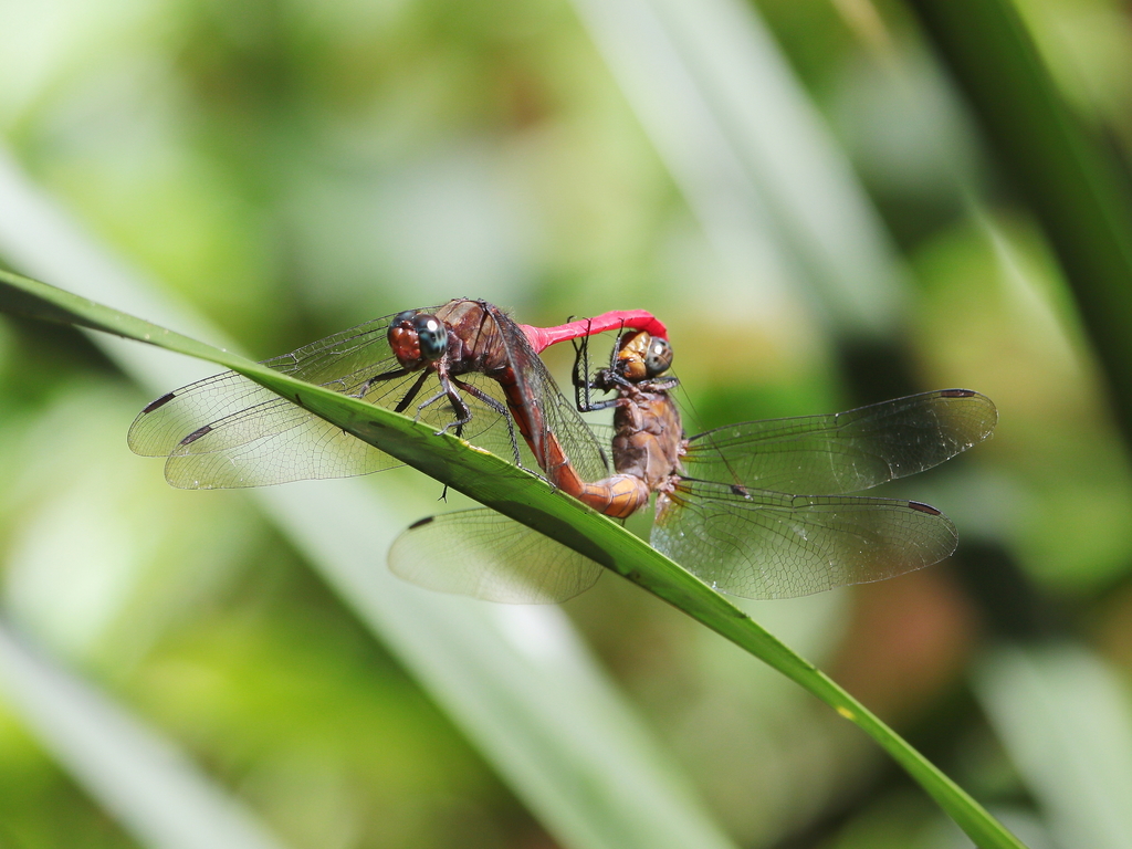 Fiery Skimmer