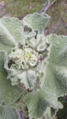 Malacothamnus davidsonii