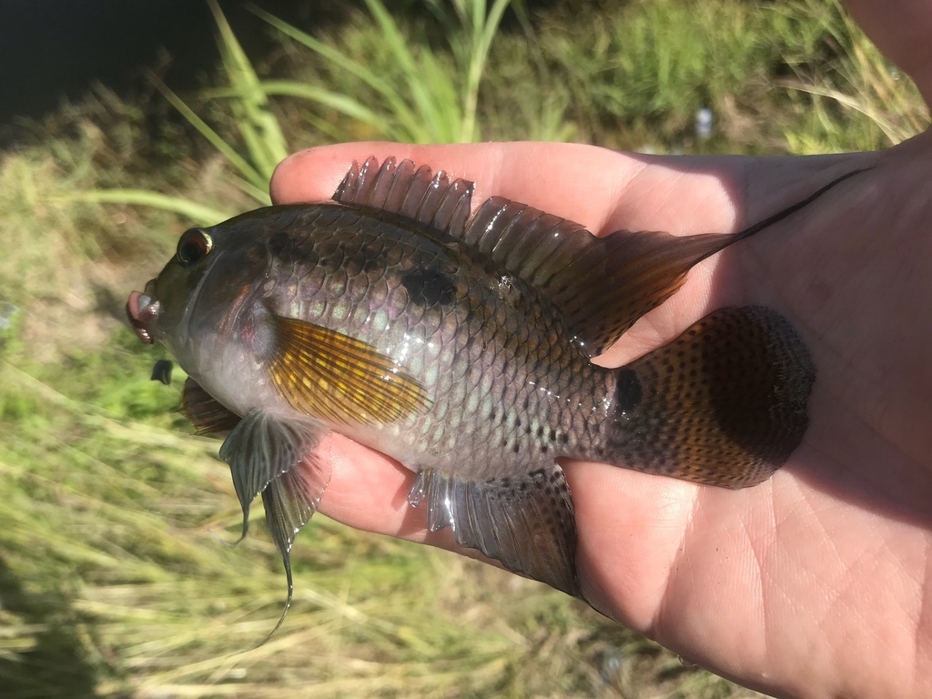 Black acara (Cichlasoma bimaculatum) — Cichlidae