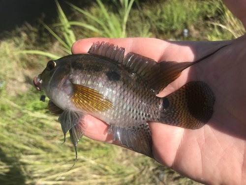 Black acara (Cichlasoma bimaculatum) — Cichlidae