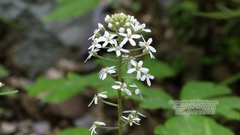Lysimachia pentapetala