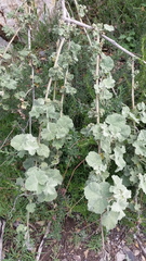 Malacothamnus davidsonii