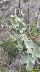 Malacothamnus davidsonii