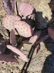 Opuntia azurea