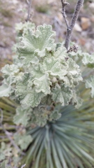 Malacothamnus davidsonii