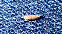 Graphocephala uhleri