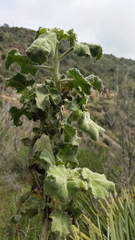 Malacothamnus davidsonii