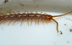 Lithobius