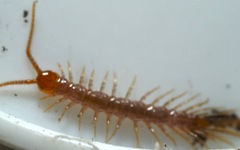 Lithobius
