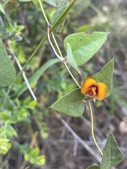 Platylobium obtusangulum